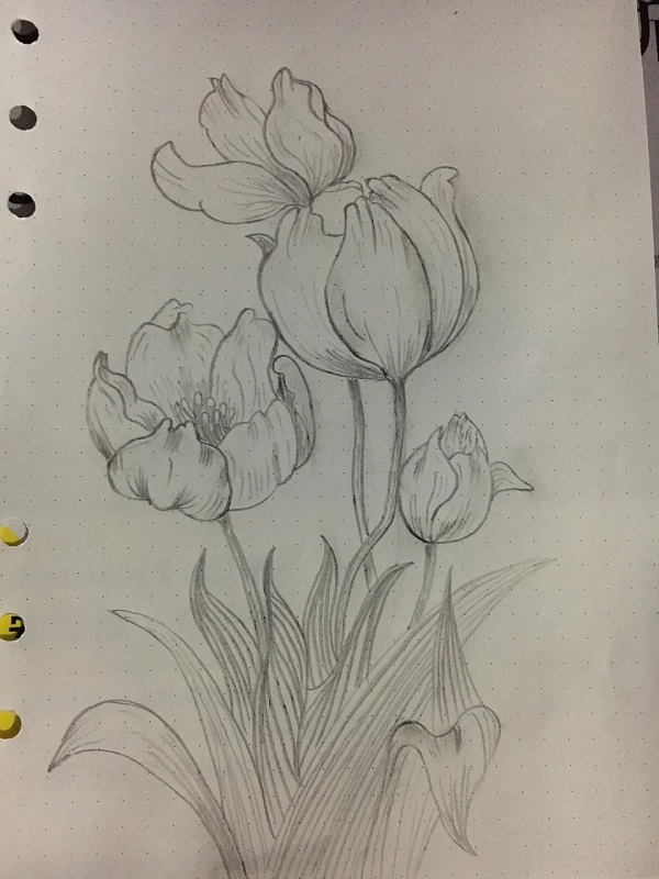 tranh vẽ hoa tulip 29