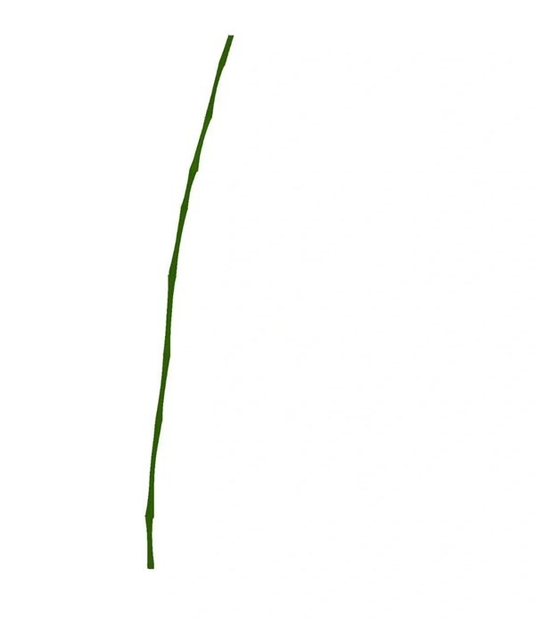 Cách vẽ cành tre 2