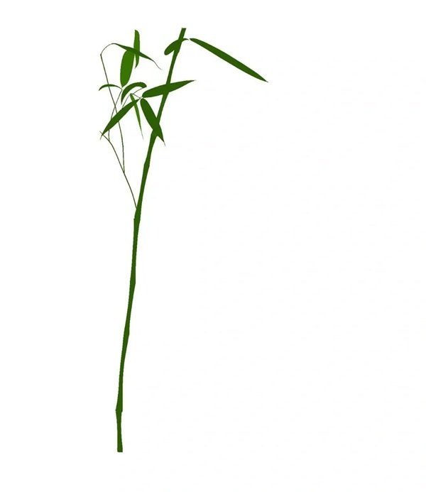 Cách vẽ cành tre 3