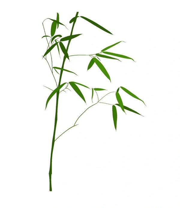 Cách vẽ cành tre 4