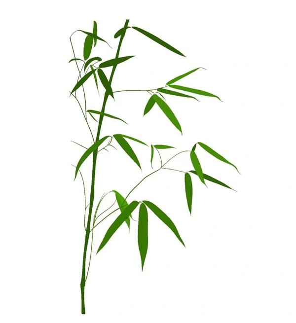 Cách vẽ cành tre 5