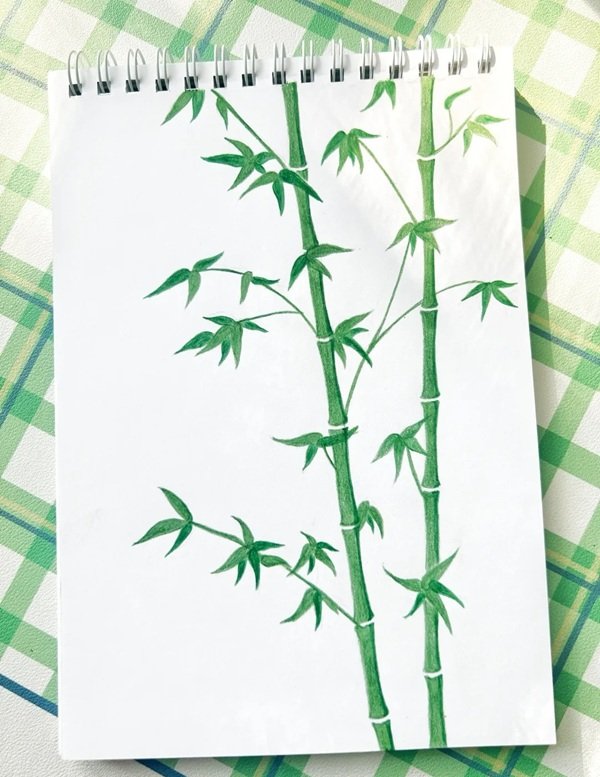 Cách vẽ cây tre đẹp 4