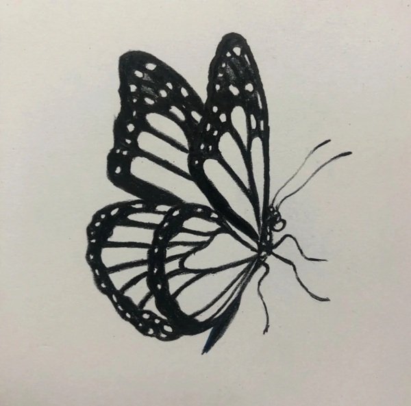 Cách vẽ con bướm 3d 3
