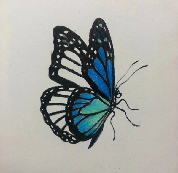 Cách vẽ con bướm 3d 4