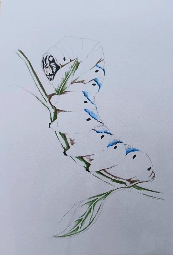 Cách vẽ con sâu 1