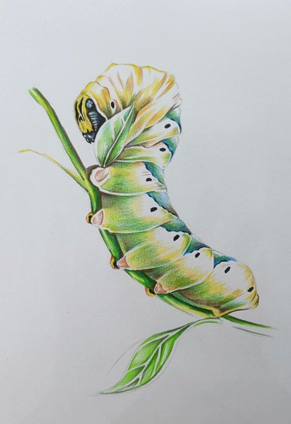Cách vẽ con sâu 3