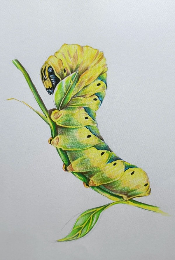 Cách vẽ con sâu