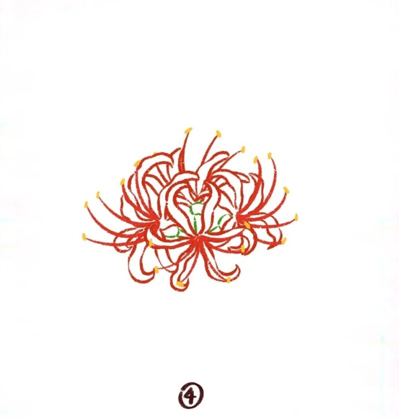 Cách vẽ hoa bỉ ngạn đơn giản​ 4