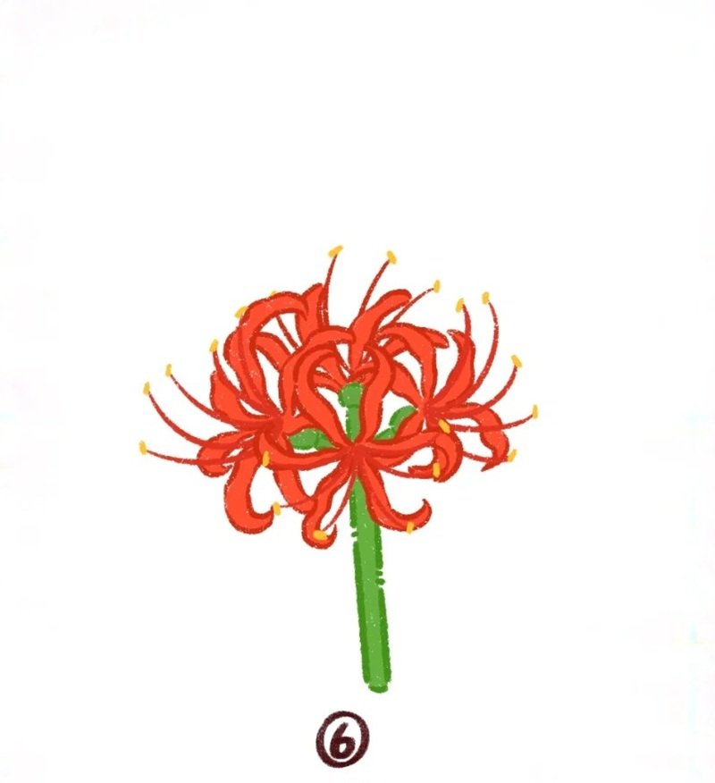 Cách vẽ hoa bỉ ngạn đơn giản​ 6