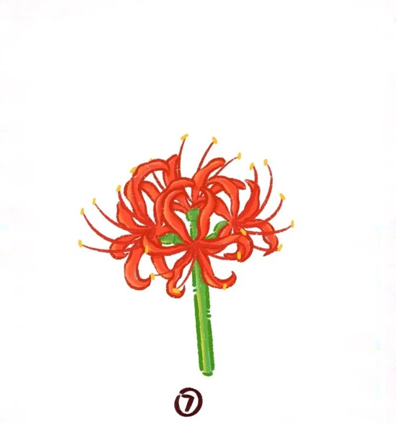Cách vẽ hoa bỉ ngạn đơn giản​