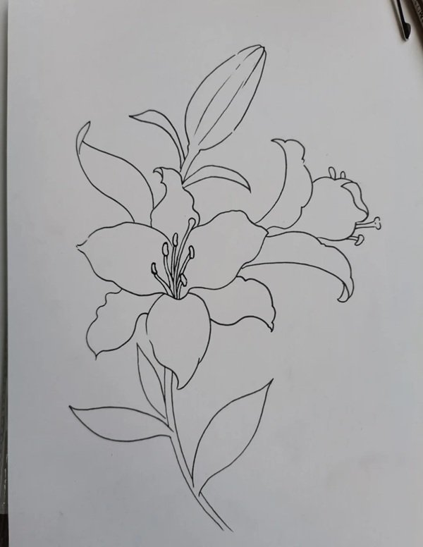 Cách vẽ hoa ly đơn giản​ nhất 4