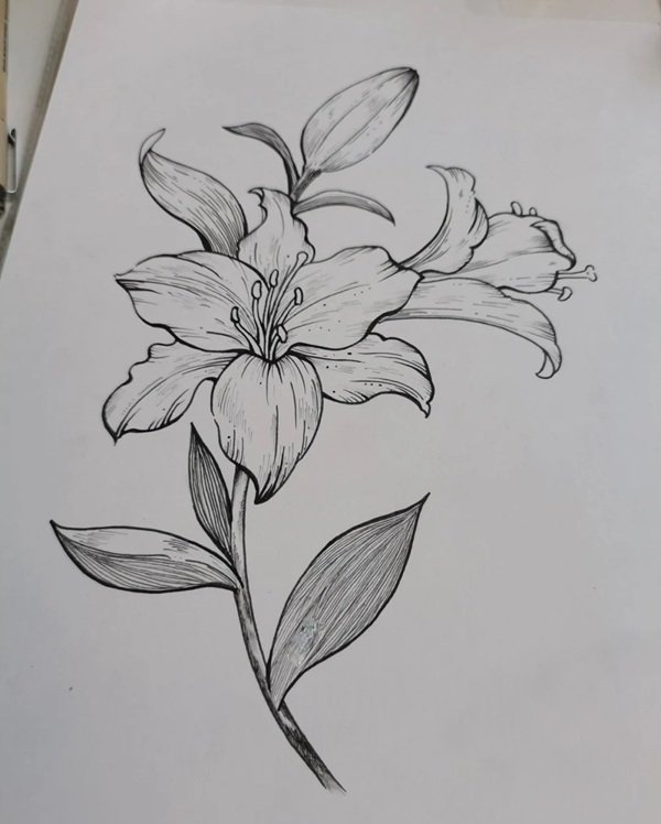 Cách vẽ hoa ly đơn giản​ nhất