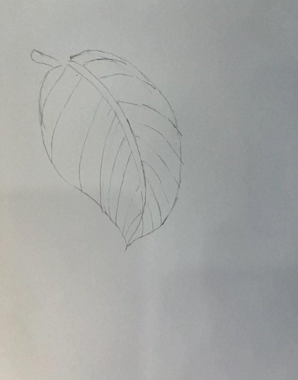 Cách vẽ lá cây​ 1