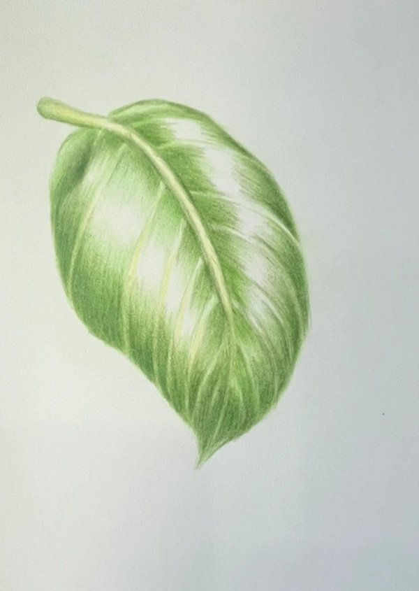 Cách vẽ lá cây​ 4