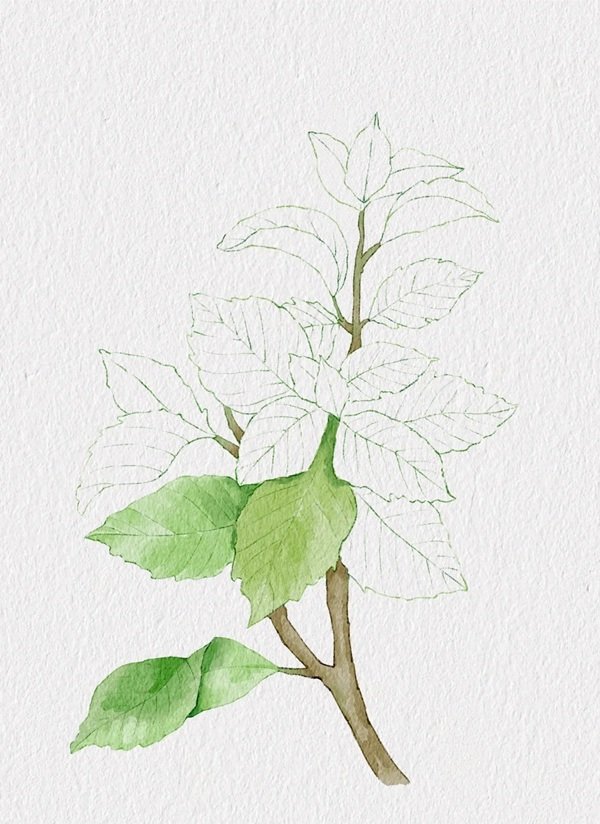 Cách vẽ lá cây​ đẹp 3
