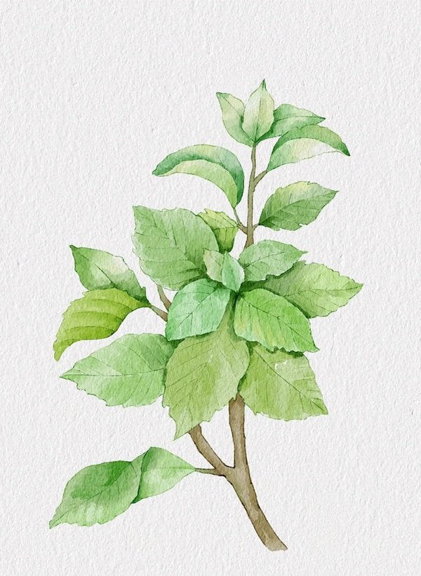 Cách vẽ lá cây​ đẹp 5