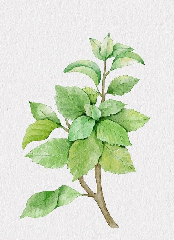 Cách vẽ lá cây​ đẹp