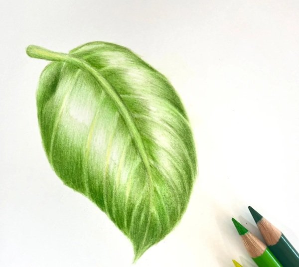 Cách vẽ lá cây​