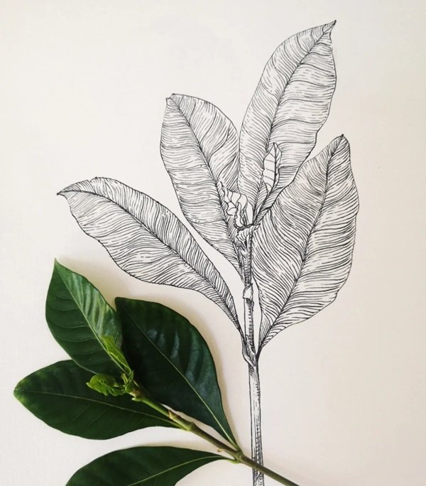 Hình vẽ lá cây​ đẹp 