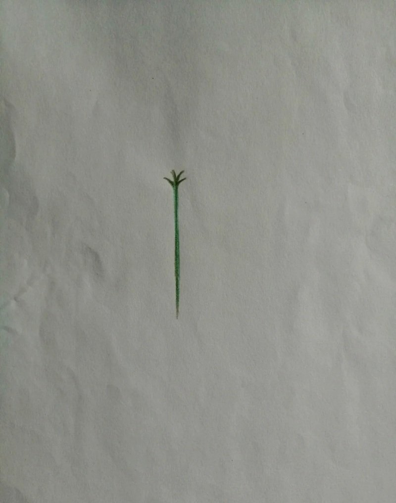 Hoa bỉ ngạn vẽ​ 1
