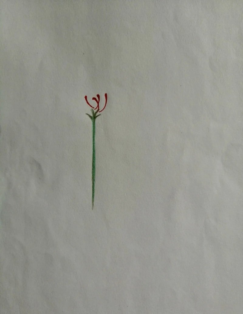 Hoa bỉ ngạn vẽ​ 2