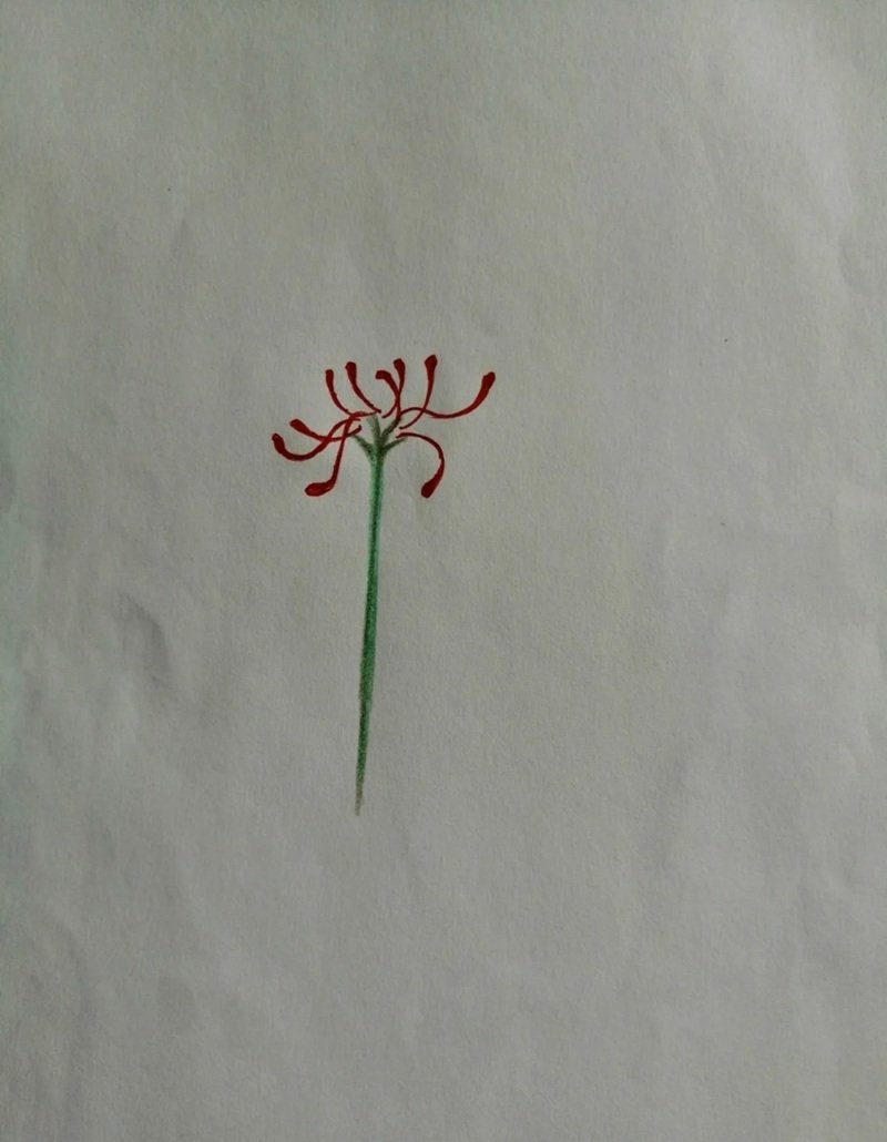 Hoa bỉ ngạn vẽ​ 3