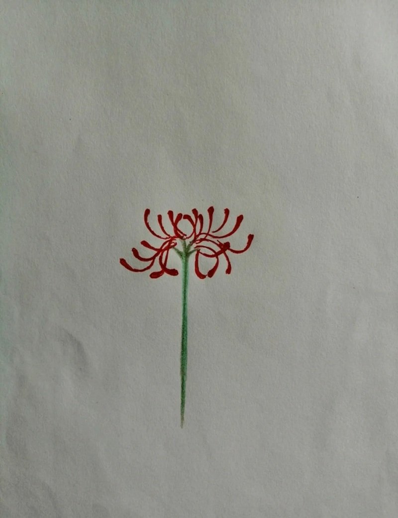 Hoa bỉ ngạn vẽ​ 4