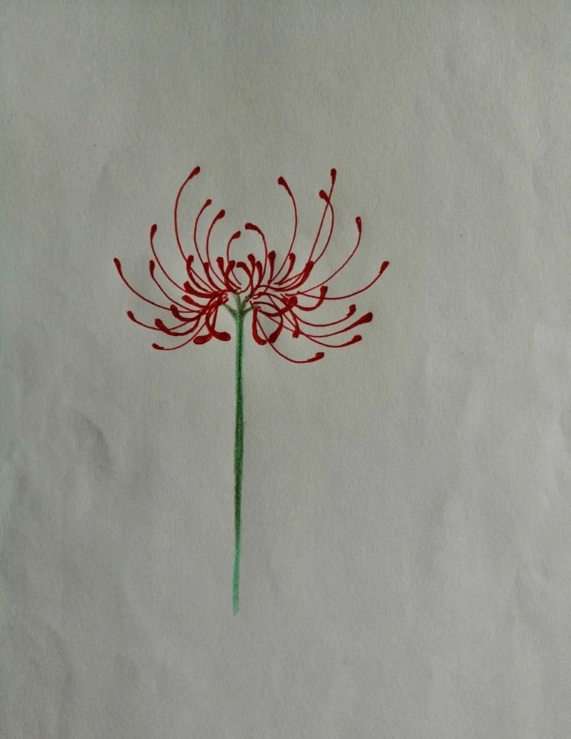 Hoa bỉ ngạn vẽ​ 5