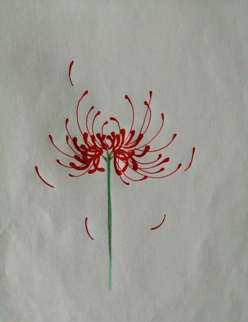 Hoa bỉ ngạn vẽ​ 