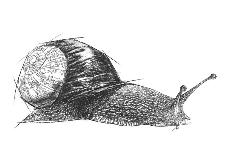 Vẽ con ốc sên 10
