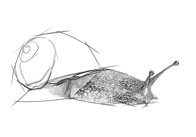 Vẽ con ốc sên 7
