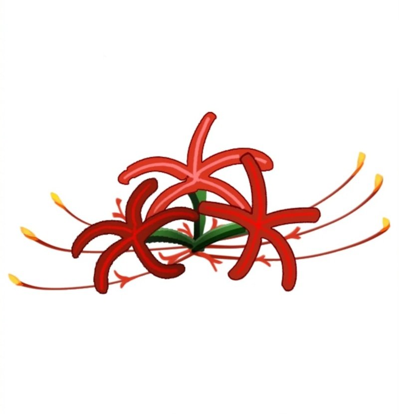 Vẽ hoa bỉ ngạn đơn giản​ 3