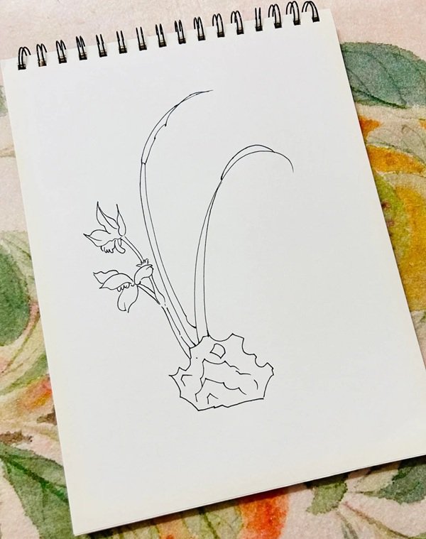 vẽ hoa lan​ đơn giản mà đẹp 3