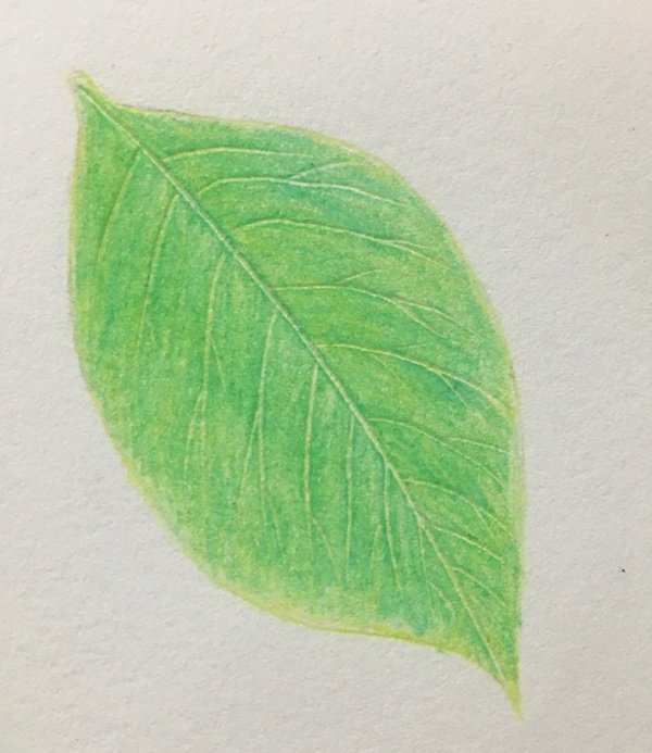 Vẽ lá cây đẹp​ 5