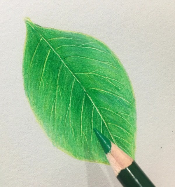 Vẽ lá cây đẹp​ 6