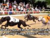 Bắt Kèo Đua Chó Ảo Không Khó, Chơi Chuẩn Là Trúng 188BET Hiphop