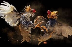 Đá gà MM88 – Điểm Hẹn Giải Trí Trực Tuyến Đáng Trải Nghiệm