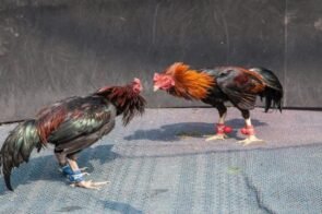 Đá Gà Tại 32win Và Hướng Dẫn Chơi Mới Nhất Năm 2025