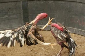 Đá Gà Ăn Tiền Xử Phạt Thế Nào? Những Điều Cần Biết Để Tránh Rắc Rối Pháp Lý