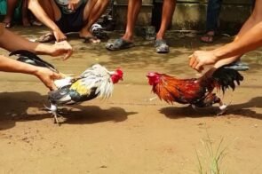 Đá gà rubik88 – Nơi hội tụ đam mê của anh em kê thủ