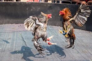 Đá gà SINBET – Sân chơi giải trí hấp dẫn cho người đam mê gà đá