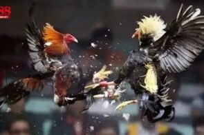 Đá Gà Trực Tiếp AE888 – Sân Chơi Giải Trí Kịch Tính Hàng Đầu