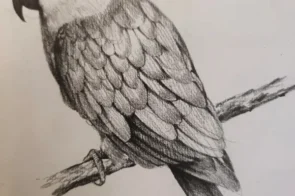 Học ngay 14+ cách vẽ con vẹt lung linh, sống động như thật