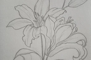 Hướng dẫn 9+ cách vẽ hoa ly đơn giản mà tinh tế