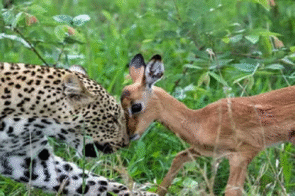 Ảnh Động Vật – Vẻ Đẹp Và Ý Nghĩa Trong Thế Giới Tự Nhiên