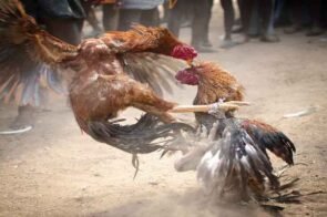 Đá Gà Hb88 – Sảnh Cược Đỉnh Cao Cho Dân Chơi Máu Lửa