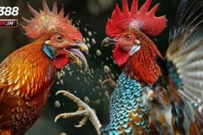 3 Giống Gà Chiến Khiến Dân Cá Cược Phát Cuồng Tại SV388