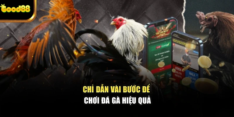 chi-dan-vai-buoc-de-choi-da-ga-hieu-qua