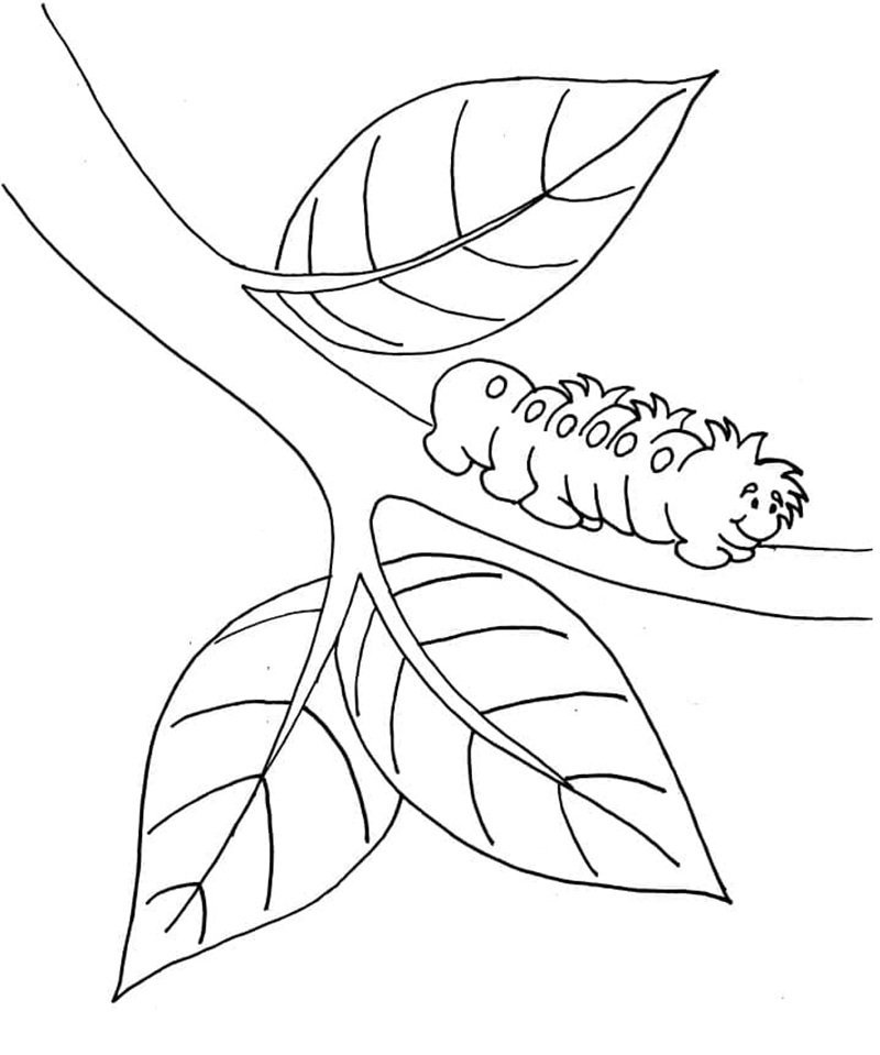 con sâu tô màu 18