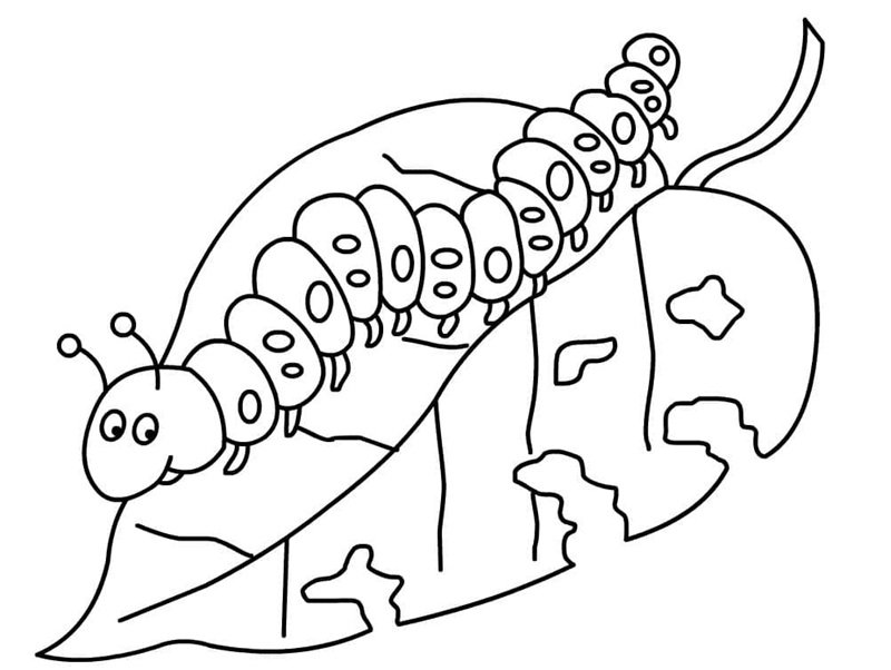 con sâu tô màu 19